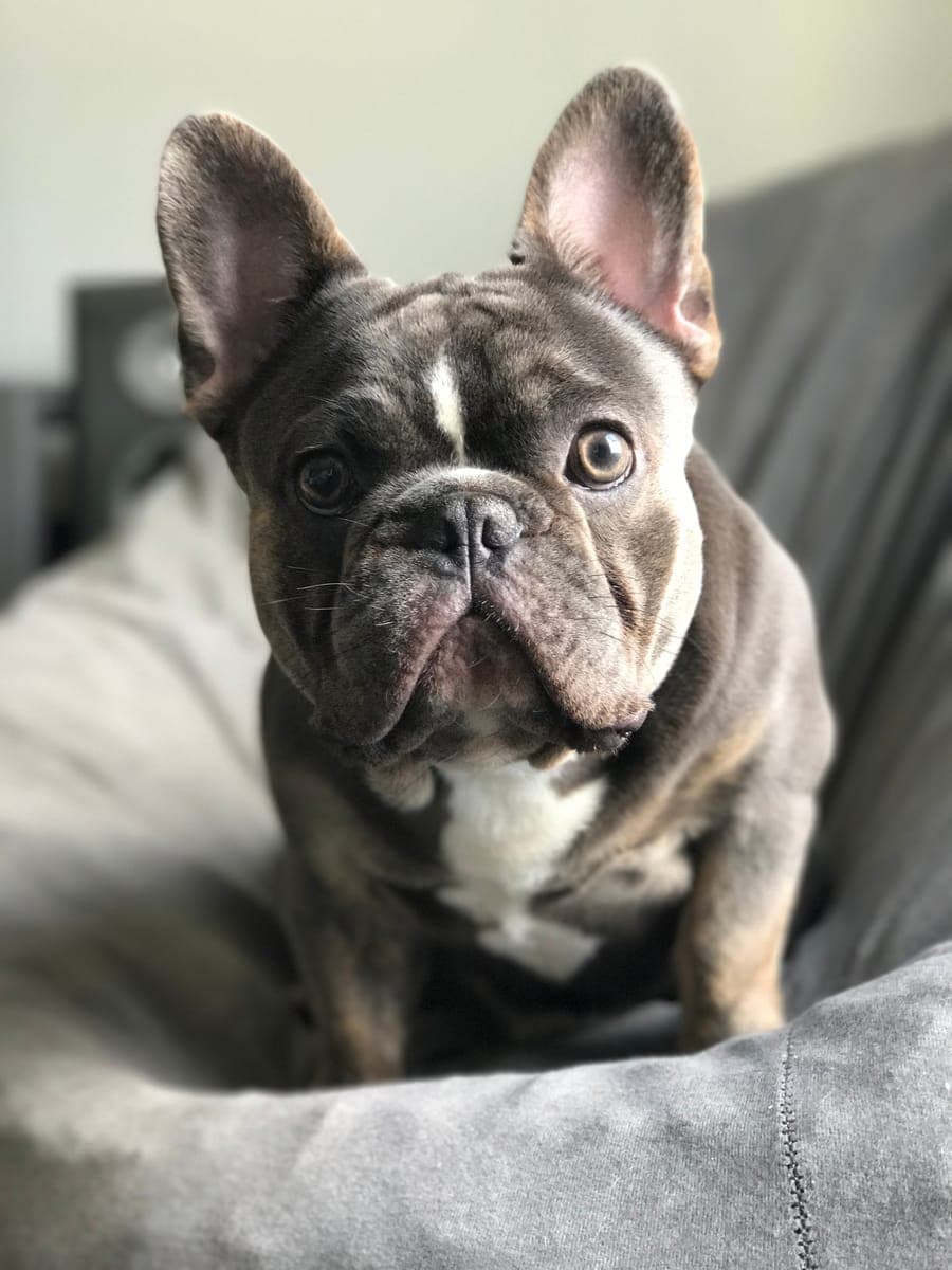Boris, a grey and white dog with large upright ears, sitting on a sofa and looking at the camera.
